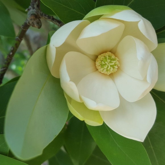 Meet your Posher, Lis - Picture 1 of 1